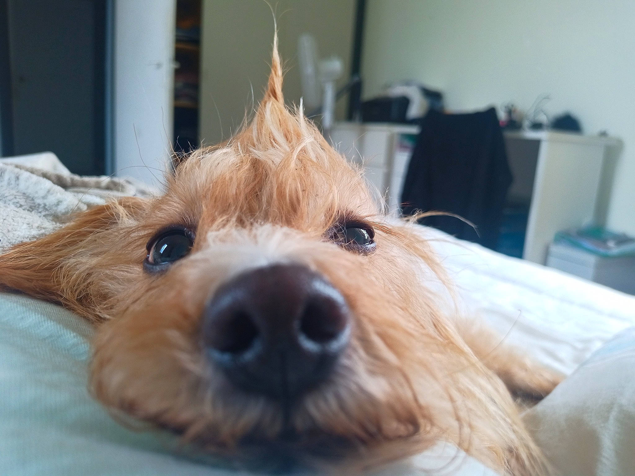 Toubi participe au concours pour gagner de l'argent avec cette photo : canidae, carnivore, companion_dog, dog, dog_breed, dog_supply, ear, eyelash, fawn, fur, liver, puppy, small_terrier, snout, sporting_group, terrestrial_animal, terrier, toy_dog, whiskers, working_animal