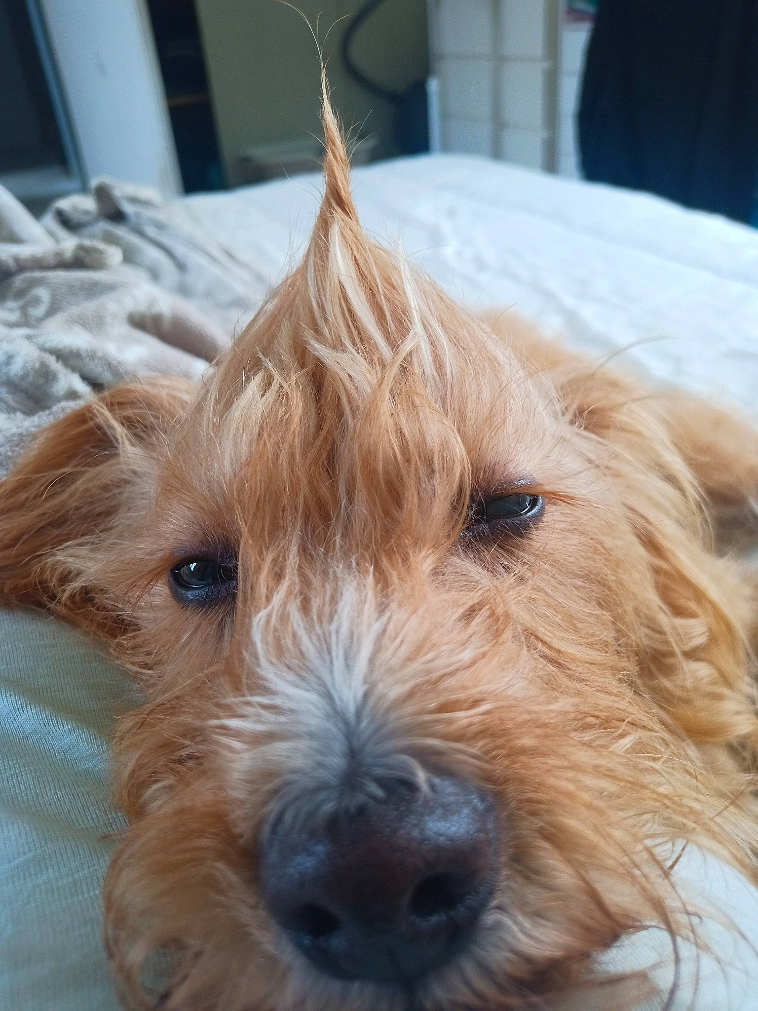 Toubi a rejoint le concours — aidez-le/la à gagner de superbes lots ! canidae, carnivore, companion_dog, dog, dog_breed, fur, small_terrier, snout, sporting_group, terrestrial_animal, terrier, whiskers, working_animal