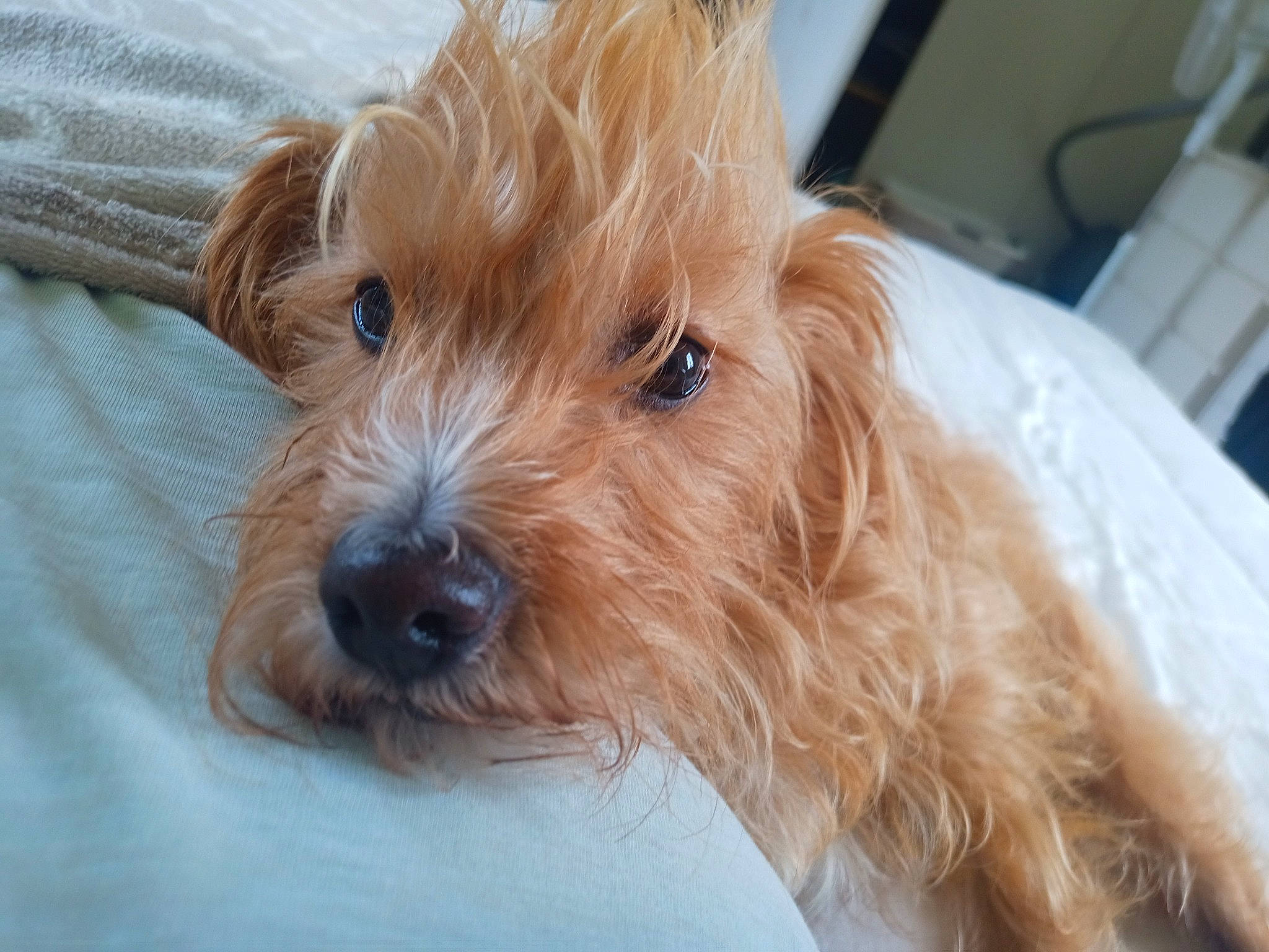 Toubi participe au concours pour gagner de l'argent avec cette photo : biewer_terrier, canidae, carnivore, companion_dog, dog, dog_breed, fur, labradoodle, liver, maltepoo, non_sporting_group, poodle_crossbreed, small_terrier, snout, sporting_group, terrestrial_animal, terrier, toy_dog, working_animal, yorkipoo