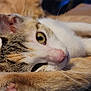 cat, close_up, sleepy, yellow_eyes, whiskers, fur, pink_nose, paw, relaxed, resting, two_cats, orange_cat, blurred_background, animal, pet, indoor, feline, cute, soft_texture, cozy