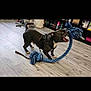 Dexter joined the competition — help win amazing prizes! dog, black_dog, rope_toy, indoor, wooden_floor, pet_supplies, playful, leash, chewing, pet_store, shelf, flooring, animal, canine, toy, active, energetic, mouth_open, white_paws, collar