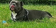 Dexter is registered to the contest to win money with this photo: dog, grass, outdoor, pet, playing, tongue_out, black_and_white, garden, bushes, house, window, leash, canine, summer, nature, animal, resting, daylight, suburban, funny_face