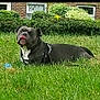 dog, grass, outdoor, pet, playing, tongue_out, black_and_white, garden, bushes, house, window, leash, canine, summer, nature, animal, resting, daylight, suburban, funny_face