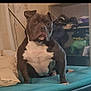 Dexter is registered to the contest to win money with this photo: dog, pet, indoor, bed, pillow, sitting, brown, white_chest, furniture, shelf, clothing, blanket, canine, animal, domestic, portrait, looking, ears, room, home