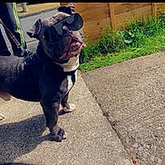 Dexter joined the competition — help win amazing prizes! dog, sunglasses, leash, sidewalk, grass, fence, outdoor, pet, canine, black_dog, tongue_out, sunny, cool, walking, daytime, standing, shadow, collar, street, funny