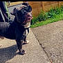 dog, sunglasses, leash, sidewalk, grass, fence, outdoor, pet, canine, black_dog, tongue_out, sunny, cool, walking, daytime, standing, shadow, collar, street, funny
