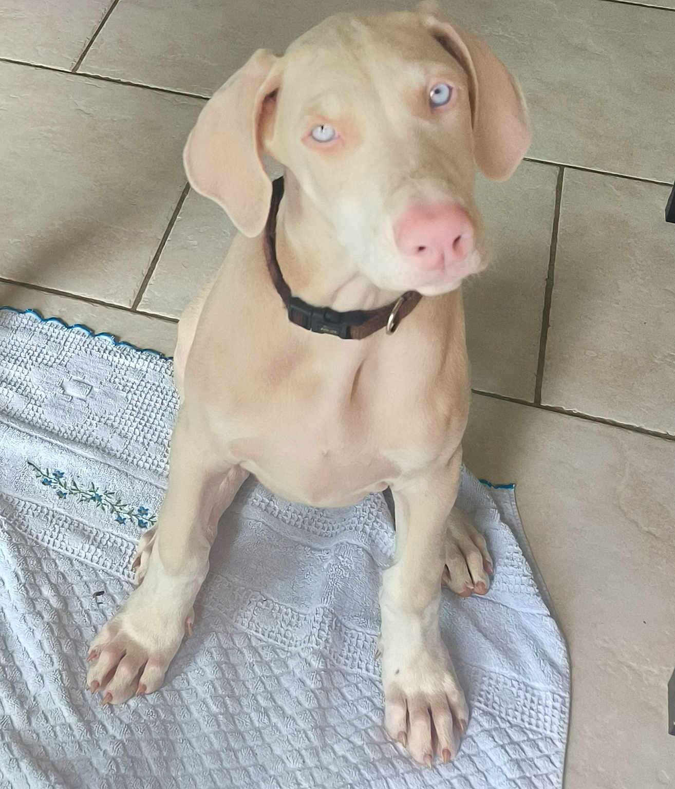 Aska a rejoint le concours — aidez-le/la à gagner de superbes lots ! dog, puppy, blue_eyes, light_fur, collar, sitting, white_mat, tile_floor, indoor, pet, canine, young_dog, looking_up, paw, floor, domestic_animal, cute, animal, companion, pet_accessory