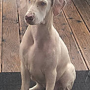Aska participe au concours pour gagner de l'argent avec cette photo : dog, white_dog, blue_eyes, sitting, porch, wooden_floor, pet, animal, canine, domestic_animal, outdoor, quiet, calm, young_dog, ears, paws, snout, fur, looking_away, alert