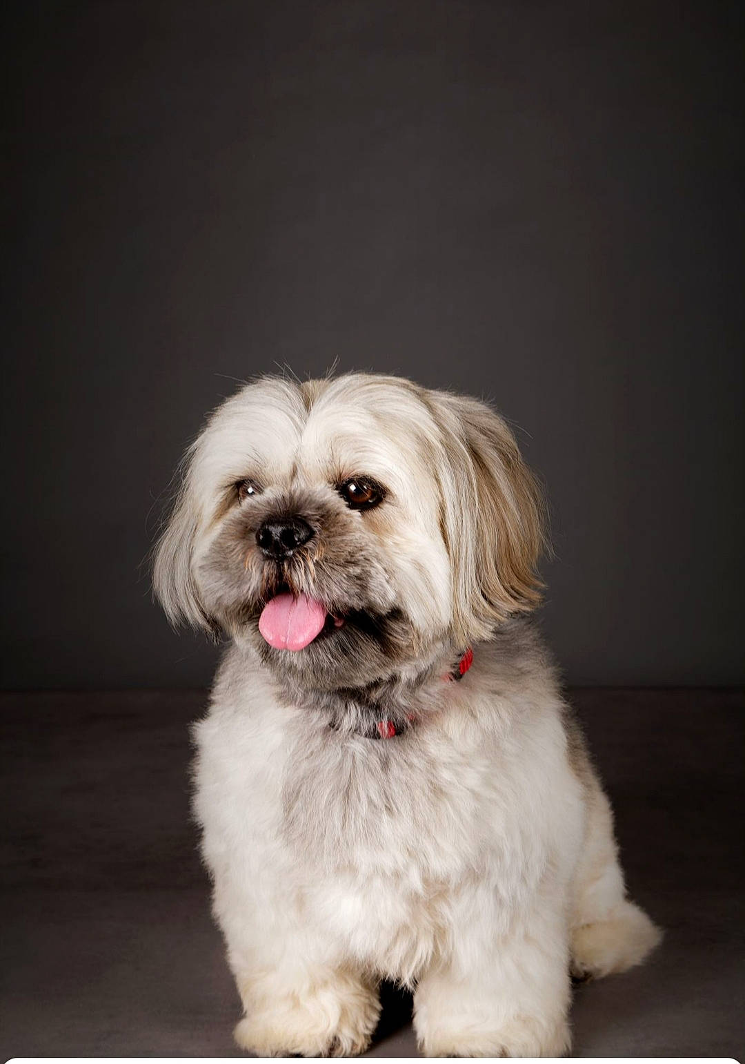 Matcho participe au concours pour gagner de l'argent avec cette photo : canidae, carnivore, companion_dog, dog, dog_breed, dog_supply, eye, fawn, fur, liver, mal_shi, maltepoo, shih_tzu, small_terrier, snout, sporting_group, terrestrial_animal, terrier, toy_dog, working_animal