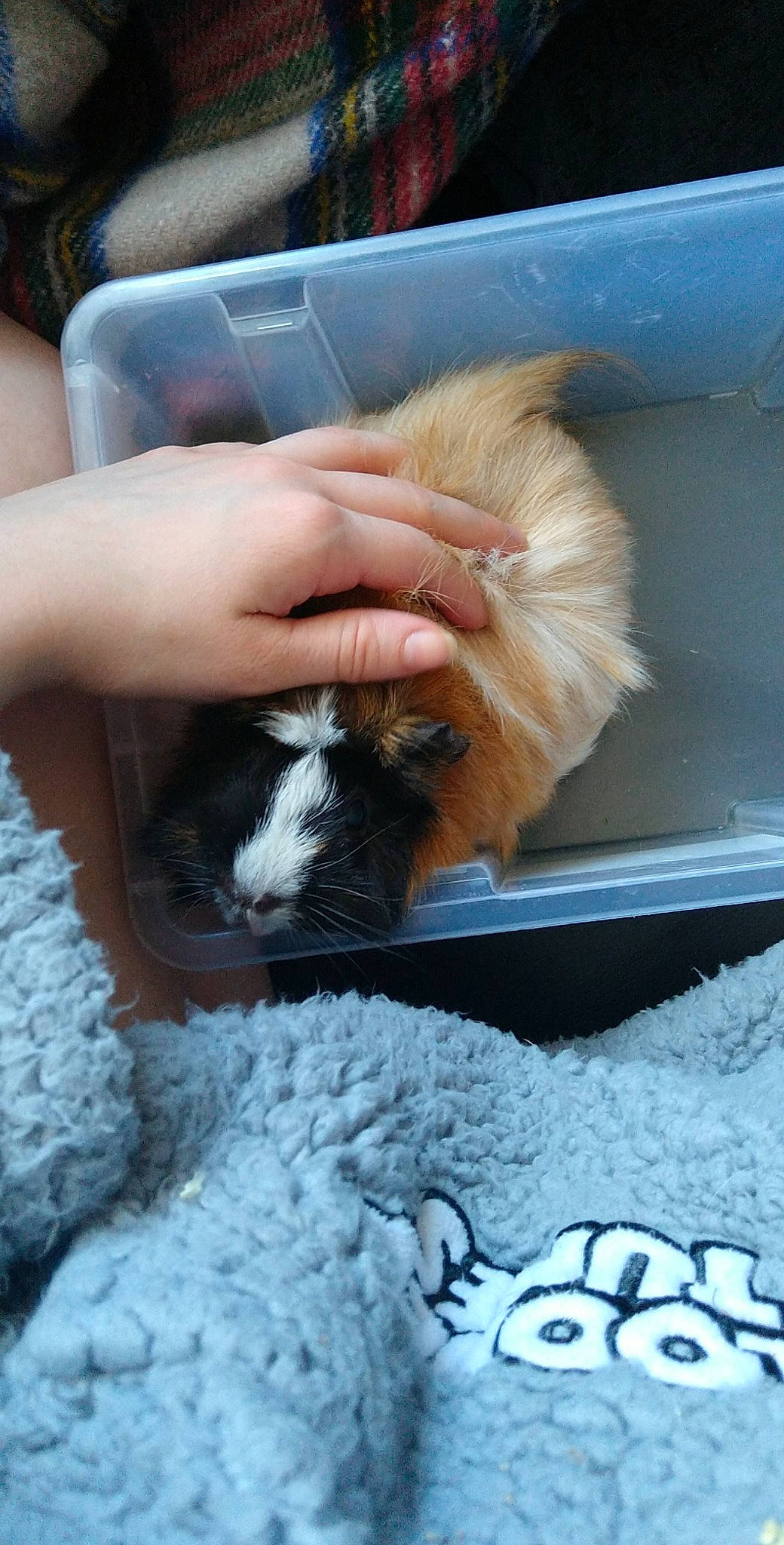 Dobby is registered to the contest to win money with this photo: canidae, carnivore, companion_dog, dog_breed, fawn, guinea_pig