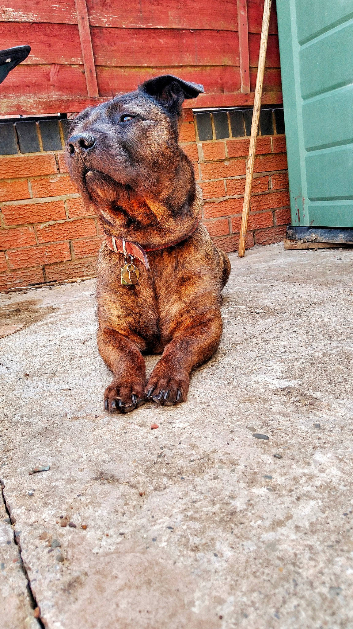 Chester is registered to the contest to win money with this photo: alano_espanol, alaunt, american_pit_bull_terrier, canidae, carnivore, cimarron_uruguayo, dog, dog_breed, fawn, mammal, perro_de_presa_canario, perro_de_presa_mallorquin, rare_breed_dog, snout, vertebrate