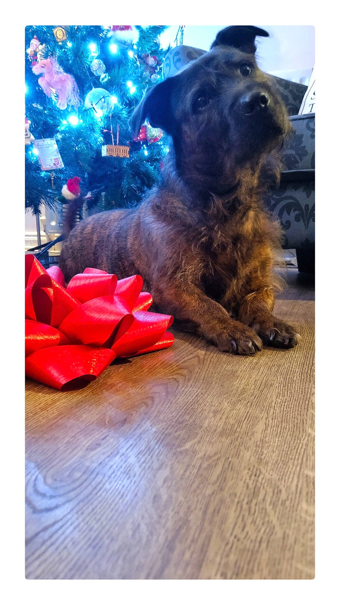 Chester is registered to the contest to win money with this photo: american_pit_bull_terrier, border_terrier, cairn_terrier, cane_corso, canidae, carnivore, dog, dog_breed, mammal, miniature_schnauzer, morkie, puppy, schnoodle, sporting_group, vertebrate