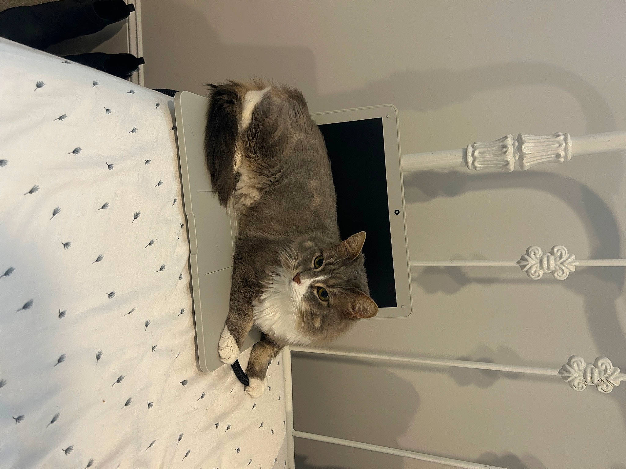 Graycie joined the competition — help win amazing prizes! bed, bedding, carnivore, cat, ceiling, comfort, domestic_short_haired_cat, felidae, flooring, fur, grey, hardwood, house, linens, pattern, room, small_to_medium_sized_cats, tail, whiskers, wood