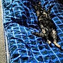 Lilith joined the competition — help win amazing prizes! cat, tortoiseshell_cat, blanket, blue_blanket, plaid_pattern, bed, mattress, carpet, indoor, resting, animal, pet, feline, sleeping, cozy, soft_light, comfort, fur, relaxation, home