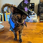 Lilith joined the competition — help win amazing prizes! cat, tortoiseshell_cat, costume, witch_hat, purple_stars, cape, table, wooden_table, indoor, pet, animal, curious, feline, domestic_cat, household, furniture, background, closeup, standing, cute