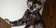 Lilith is registered to the contest to win money with this photo: kitten, cat, tortoiseshell, furniture, couch, indoor, pet, animal, feline, young, wall, wood, cabinet, paw, whiskers, ear, fur, cute, domestic, blur