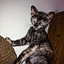 kitten, cat, tortoiseshell, furniture, couch, indoor, pet, animal, feline, young, wall, wood, cabinet, paw, whiskers, ear, fur, cute, domestic, blur