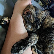 Lilith is registered to the contest to win money with this photo: cat, tortoiseshell, arm, hugging, sleeping, cozy, indoor, bed, blanket, feline, pet, resting, closeup, fur, paw, human, shelf, books, comfort, nap