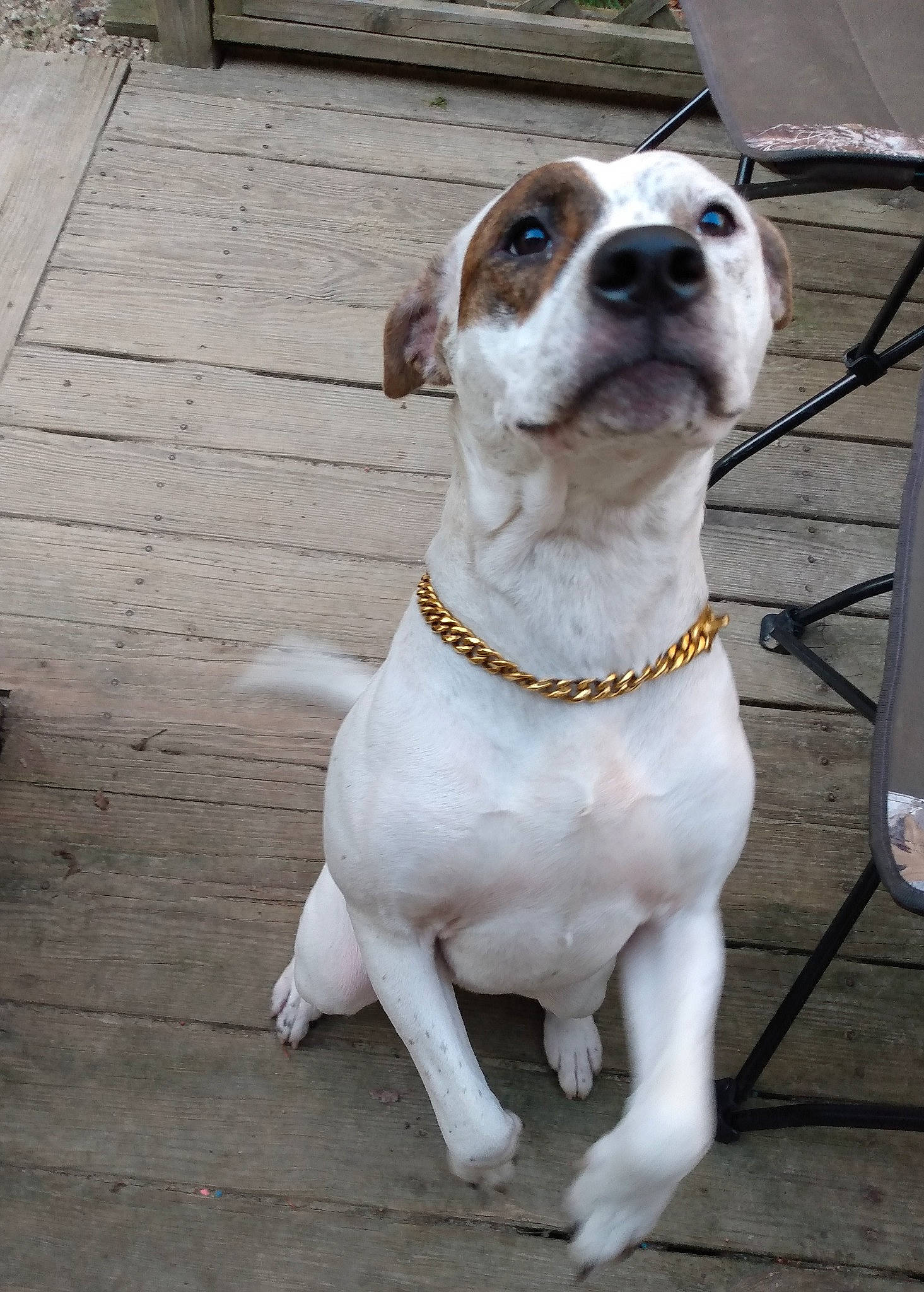 Marley is registered to the contest to win money with this photo: art, canidae, carnivore, collar, companion_dog, dog, dog_breed, dog_collar, door, fawn, flooring, hardwood, leash, non_sporting_group, plank, sporting_group, whiskers, wood, working_animal