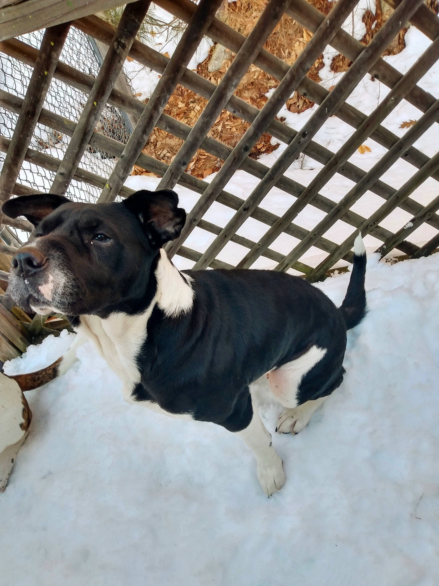 Bailey joined the competition — help win amazing prizes! canidae, carnivore, collar, companion_dog, dairy, dog, dog_breed, dog_collar, fawn, fence, fur, mesh, pet_supply, snout, snow, sporting_group, tail, window, winter, working_animal