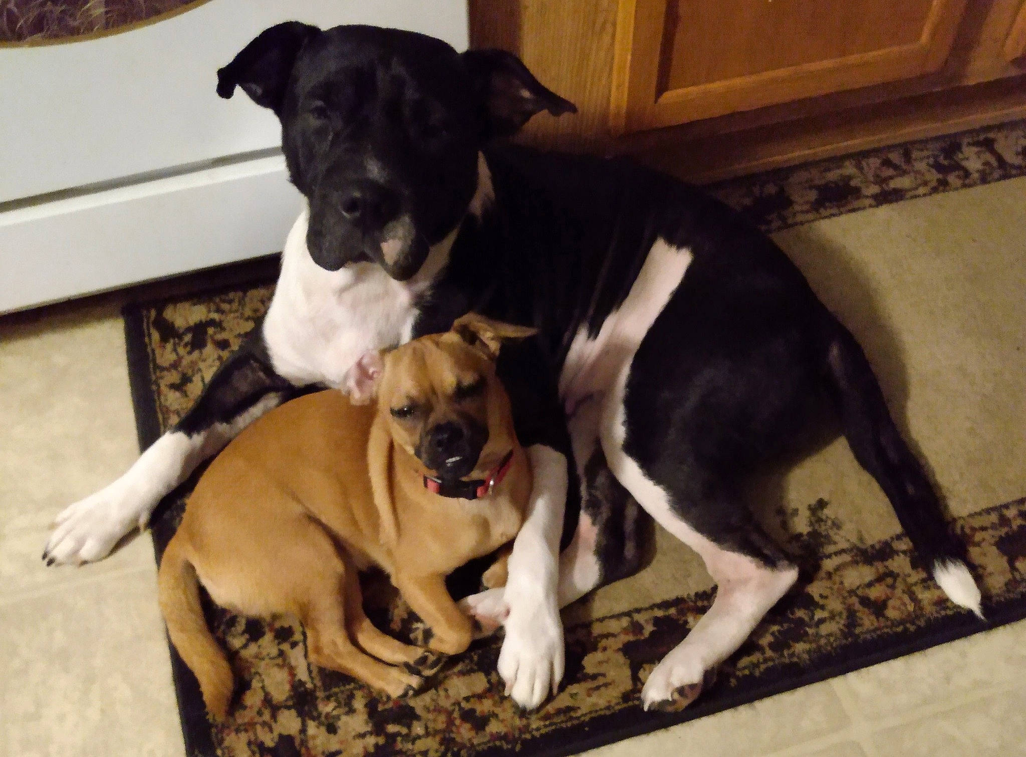 Bailey joined the competition — help win amazing prizes! bored, canidae, carnivore, collar, comfort, companion_dog, dog, dog_breed, dog_supply, fawn, flooring, non_sporting_group, paw, pet_supply, puppy, snout, sporting_group, tail, working_animal, working_dog