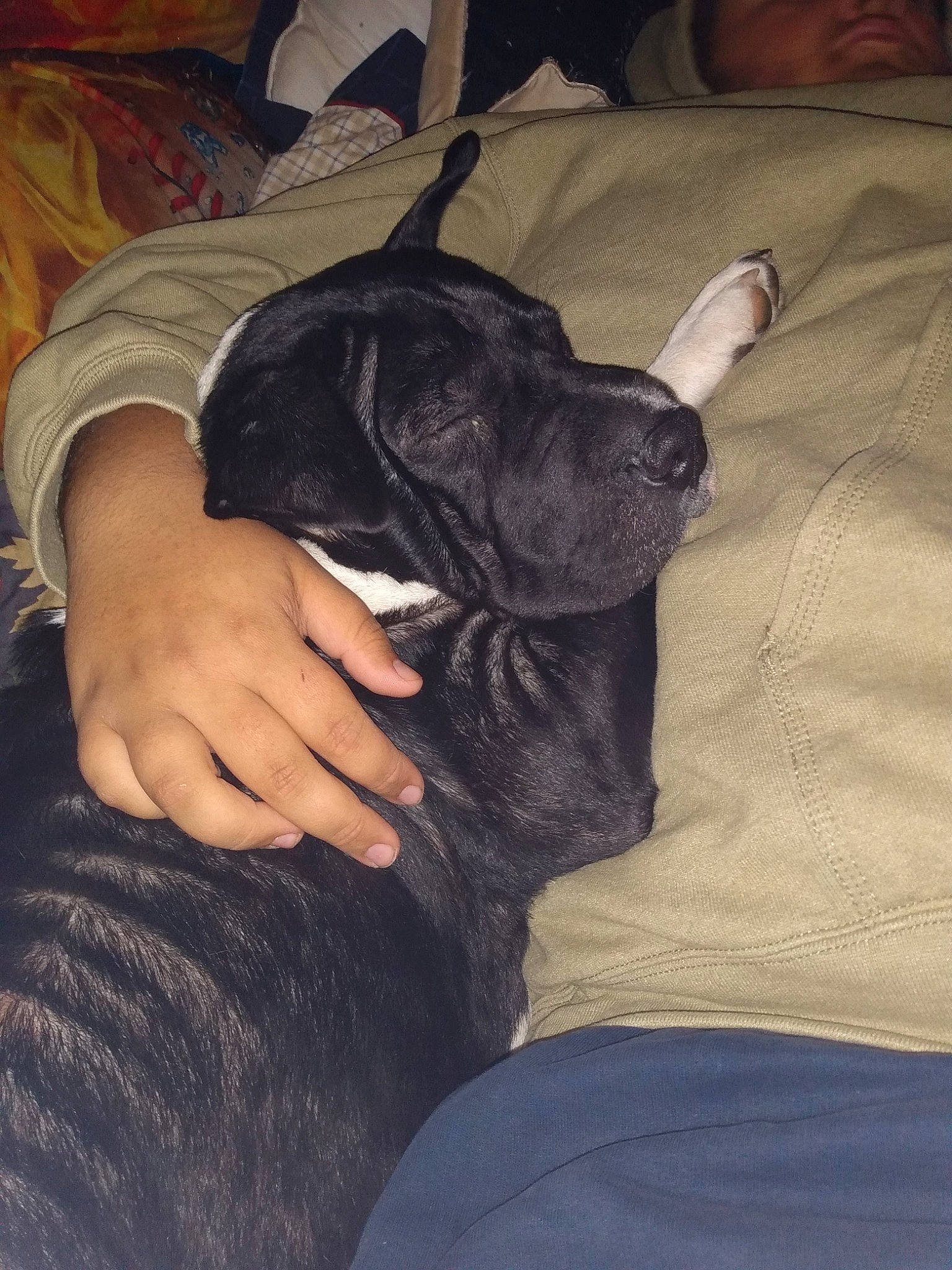 Bailey is registered to the contest to win money with this photo: canidae, carnivore, comfort, companion_dog, dog, dog_breed, fawn, fur, gesture, guard_dog, nap, puppy, sitting, snout, sporting_group, standard_schnauzer, thigh, toy_dog, working_animal, wrist