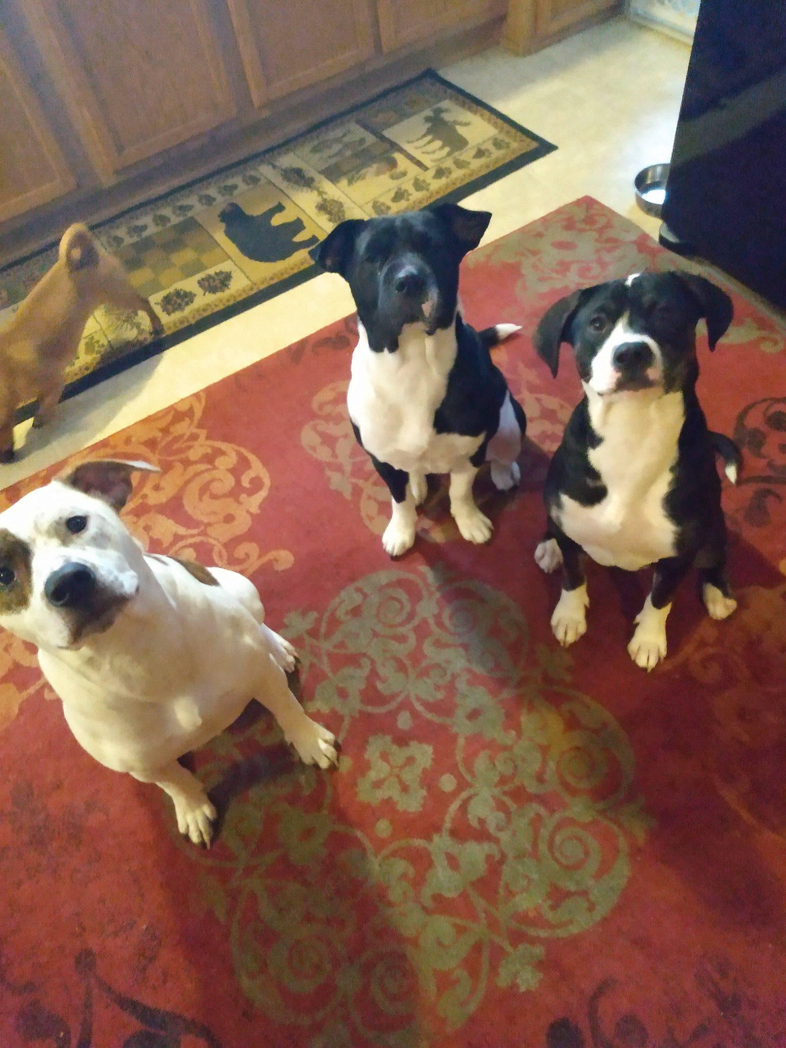 Bailey is registered to the contest to win money with this photo: canidae, carnivore, companion_dog, dog, dog_breed, fawn, floor, flooring, fur, guard_dog, hardwood, non_sporting_group, paw, snout, sporting_group, tail, terrier, toy_dog, working_animal, working_dog