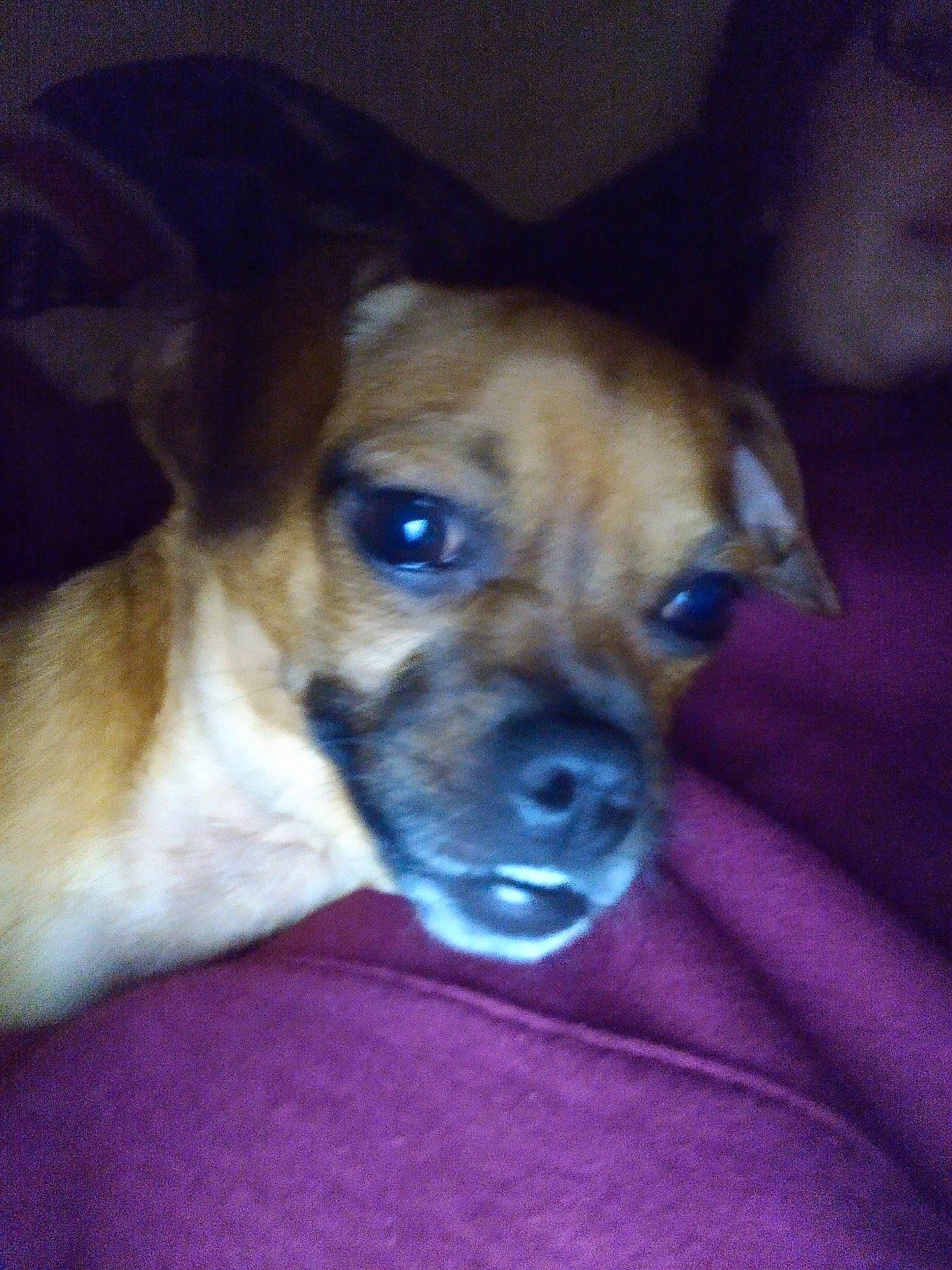 Nezzie joined the competition — help win amazing prizes! carnivore, companion_dog, couch, dog, dog_breed, fawn, fur, guard_dog, non_sporting_group, puggle, puppy_love, snout, terrestrial_animal, toy_dog, whiskers, wood, working_animal, wrinkle