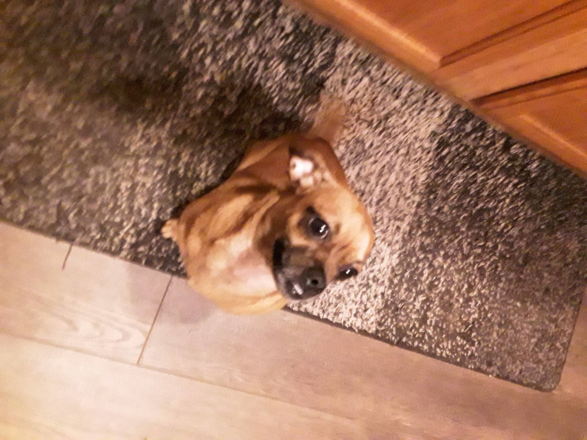 Nezzie joined the competition — help win amazing prizes! brown, canidae, carnivore, comfort, companion_dog, dog, dog_breed, fawn, floor, flooring, hardwood, liver, paw, plywood, snout, sporting_group, varnish, wood, wood_stain, working_animal