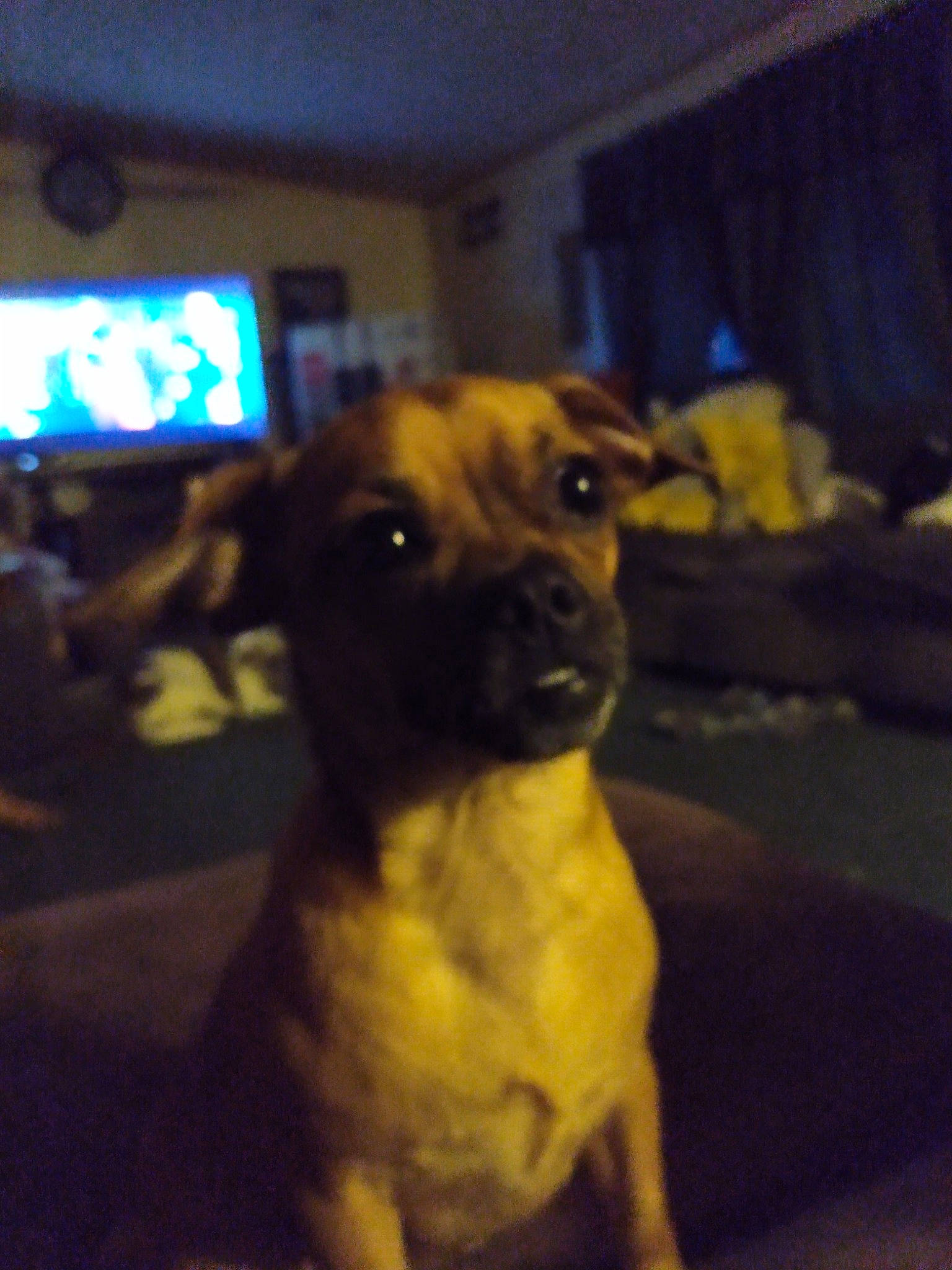 Nezzie joined the competition — help win amazing prizes! cable_television, carnivore, companion_dog, dog, dog_breed, event, fawn, flooring, fur, guard_dog, led_backlit_lcd_display, night, picture_frame, room, sporting_group, television, toy_dog, whiskers, working_animal, working_dog