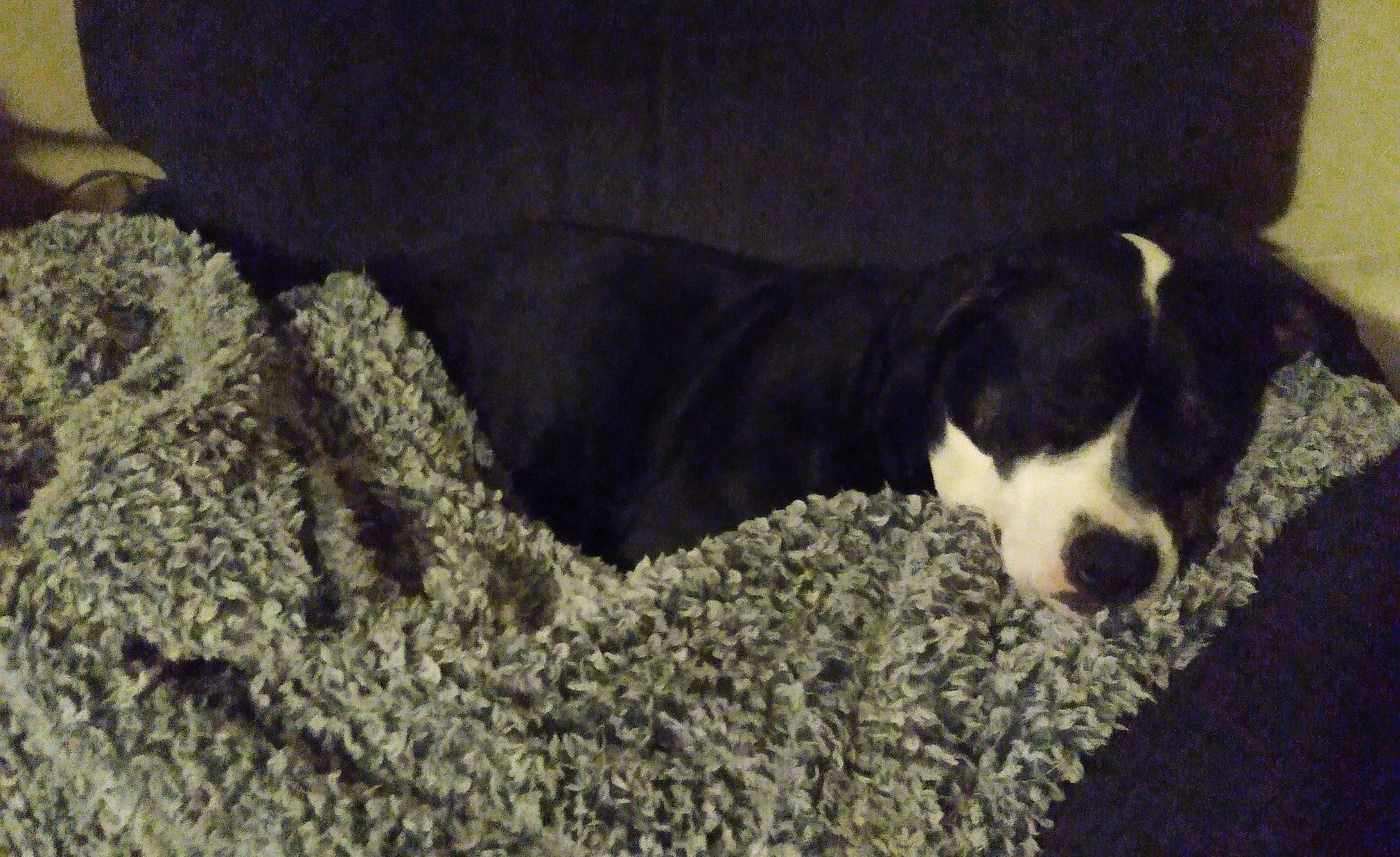 Copper is registered to the contest to win money with this photo: carnivore, comfort, companion_dog, dog, dog_breed, fur, herding_dog, non_sporting_group, snout, soil, sporting_group, tail, terrestrial_animal, whiskers, working_animal, working_dog