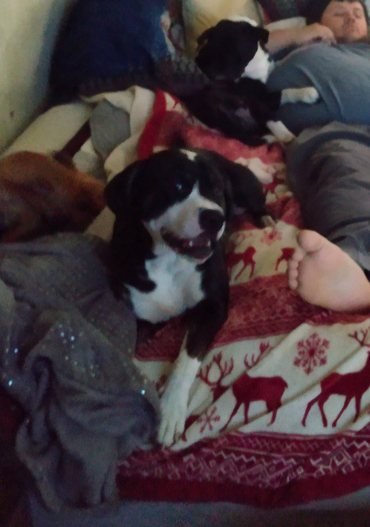 Copper is registered to the contest to win money with this photo: canidae, carnivore, cloud, comfort, companion_dog, dog, dog_breed, fur, linens, mammal, non_sporting_group, pattern, sky, sporting_group, square, textile, vertebrate, working_animal