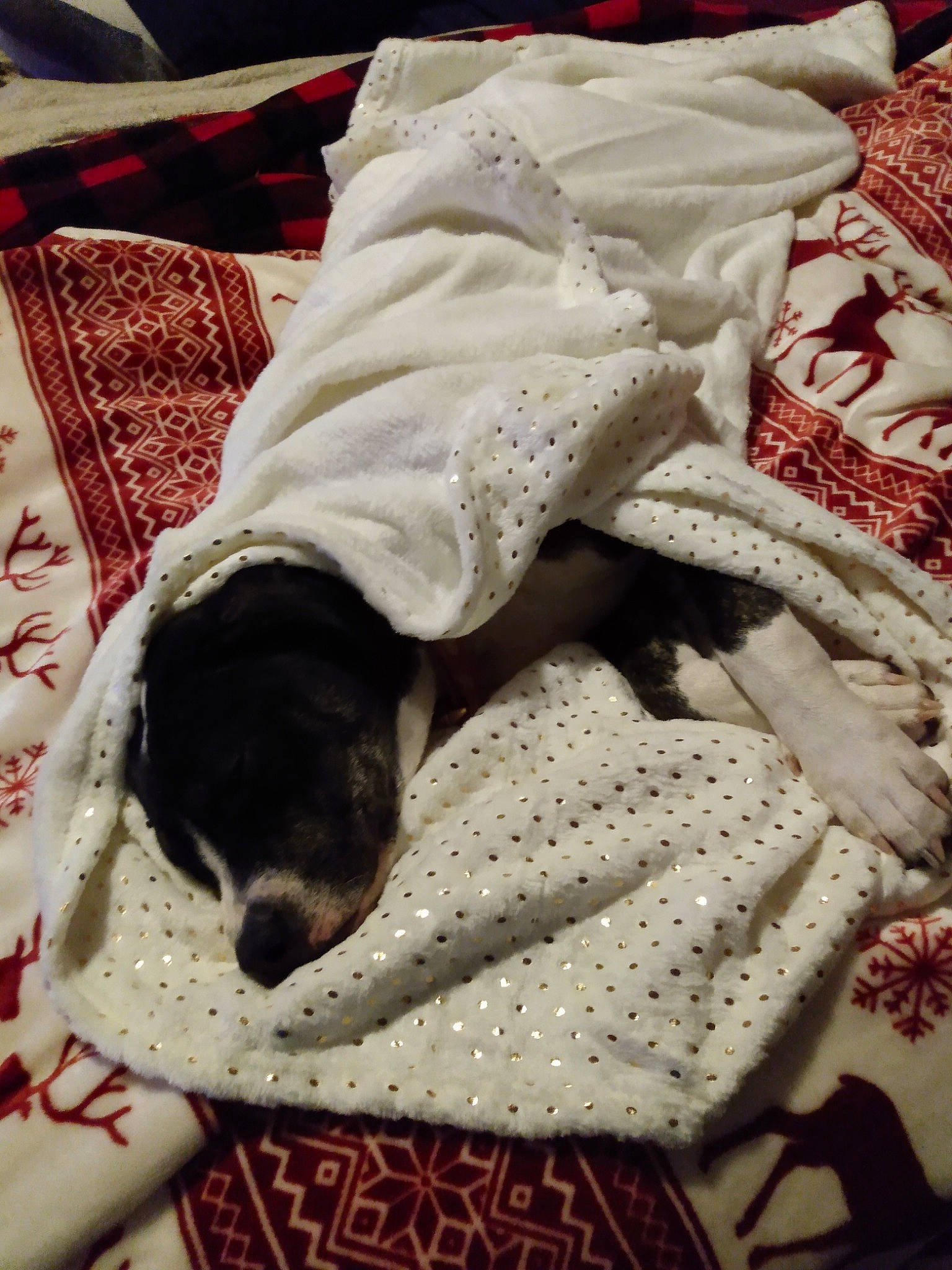 Copper is registered to the contest to win money with this photo: bed_sheet, bedding, blanket, carnivore, comfort, companion_dog, creative_arts, dog, dog_breed, dog_supply, fur, linens, pattern, room, snout, sporting_group, textile, tints_and_shades, working_animal, woven_fabric