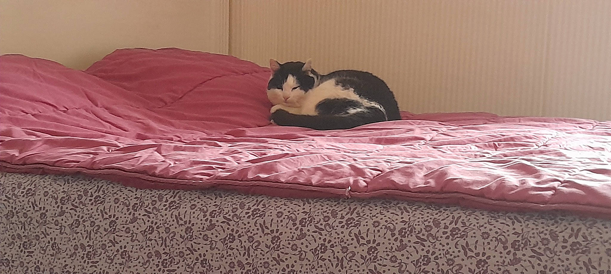 Isidore participe au concours pour gagner de l'argent avec cette photo : bed, bed_frame, bedding, black_cat, carnivore, cat, comfort, felidae, floor, flooring, furniture, grey, hardwood, linens, small_to_medium_sized_cats, tail, textile, tints_and_shades, whiskers, wood