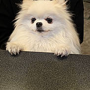 Poofie participe au concours pour gagner de l'argent avec cette photo : animal, black_sweater, companion, cozy, cute, dog, face_partial, fluffy, fur, home, indoor, looking, paws, person, pet, pomeranian, resting, smile, table, white_fur