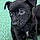 Blacky