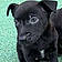 Blacky