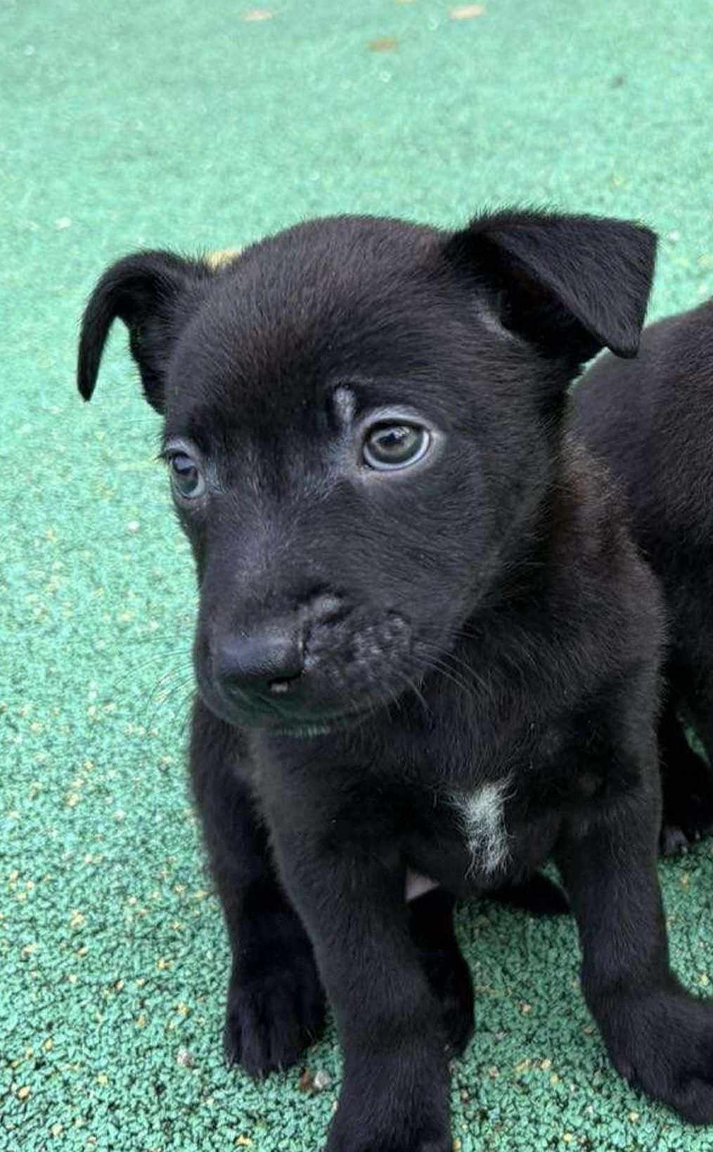 Blacky a rejoint le concours — aidez-le/la à gagner de superbes lots ! puppy, dog, black_fur, young_animal, pet, cute, outdoor, green_background, small, fur, ears, eyes, nose, whiskers, four_legs, playful, animal, portrait, texture, closeup