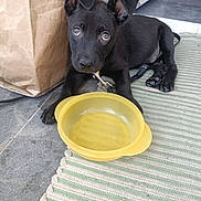 Blacky a rejoint le concours — aidez-le/la à gagner de superbes lots ! animal, black_dog, bowl, canine, curious, dog, doorway, ears_up, floor, indoor, leash, looking_up, paper_bag, pet, puppy, resting, striped_mat, tiled_floor, yellow_bowl, young_dog