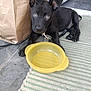 animal, black_dog, bowl, canine, curious, dog, doorway, ears_up, floor, indoor, leash, looking_up, paper_bag, pet, puppy, resting, striped_mat, tiled_floor, yellow_bowl, young_dog