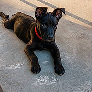 Blacky participe au concours pour gagner de l'argent avec cette photo : puppy, dog, black_dog, red_collar, lying_down, concrete_floor, sunlight, shadow, ears, cute, pet, young_dog, outdoor, animal, paw, floor_texture, watchful, alert, domestic_animal, resting