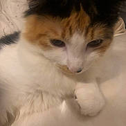 Autumn is registered to the contest to win money with this photo: cat, calico_cat, close_up, pet, animal, fur, paw, indoor, soft_surface, relaxed, cute, sleepy, whiskers, mammal, feline, domestic_animal, resting, cozy, blurred, warm_lighting