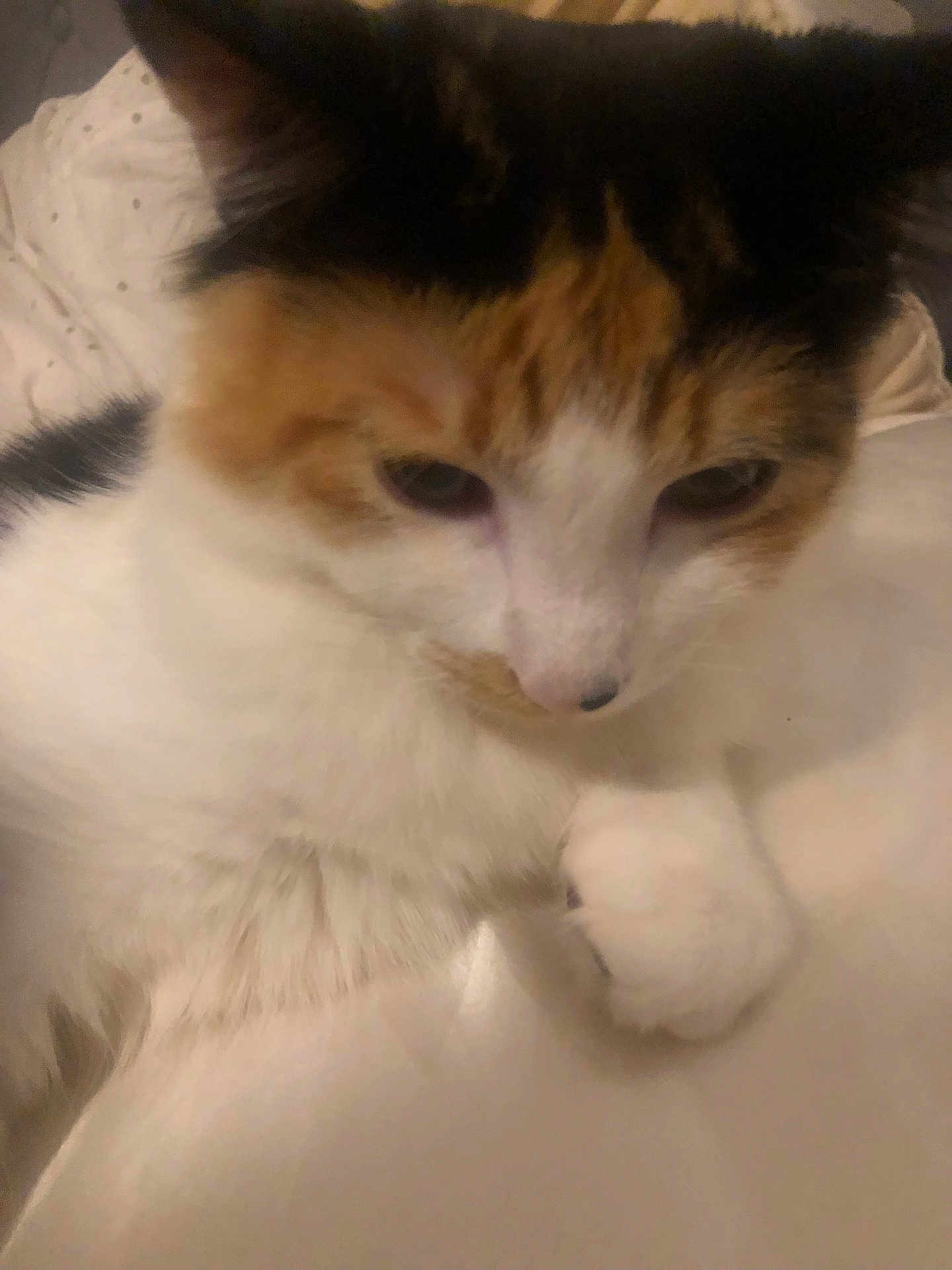 Autumn is registered to the contest to win money with this photo: cat, calico_cat, close_up, pet, animal, fur, paw, indoor, soft_surface, relaxed, cute, sleepy, whiskers, mammal, feline, domestic_animal, resting, cozy, blurred, warm_lighting