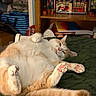 cat, feline, pet, cream_fur, white_fur, pink_paw_pads, belly_up, lying_down, relaxed, sleepy, playful, whiskers, ears, tail, bed, bedspread, indoors, bedroom, bookshelf, cozy