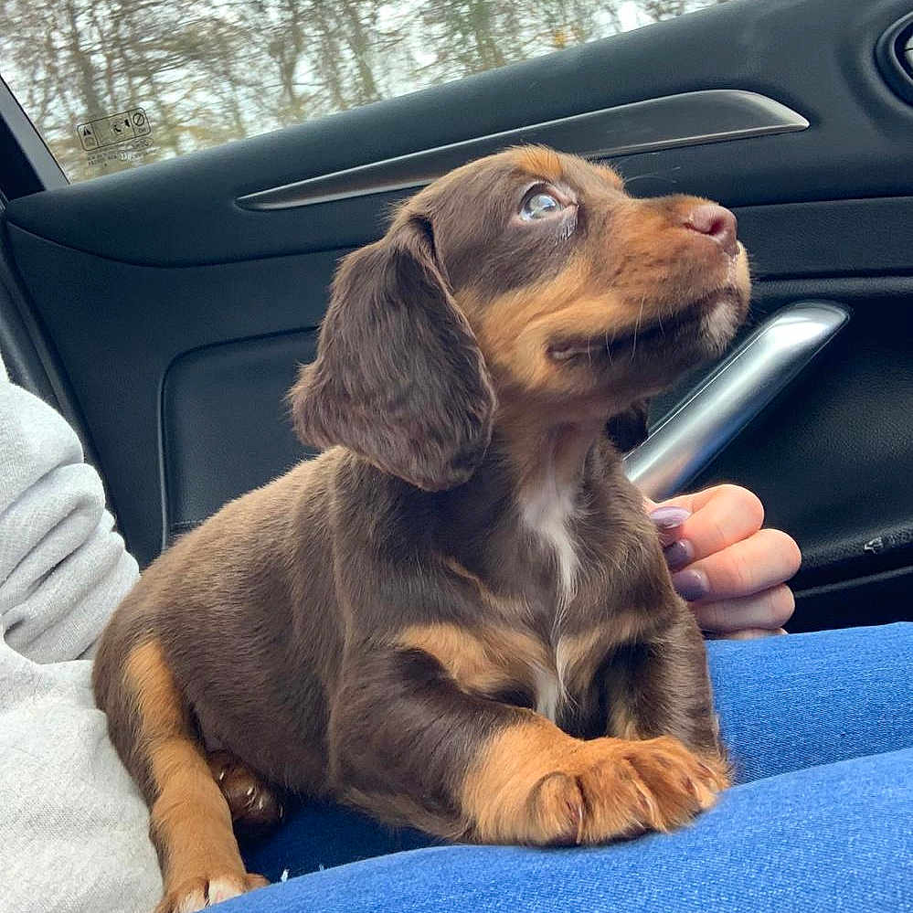 Bailey is registered to the contest to win money with this photo: alpine_dachsbracke, beagador, canidae, carnivore, companion_dog, dachshund, dog, dog_breed, fawn, hunting_dog, mammal, puppy, rare_breed_dog, snout, sporting_group, vertebrate