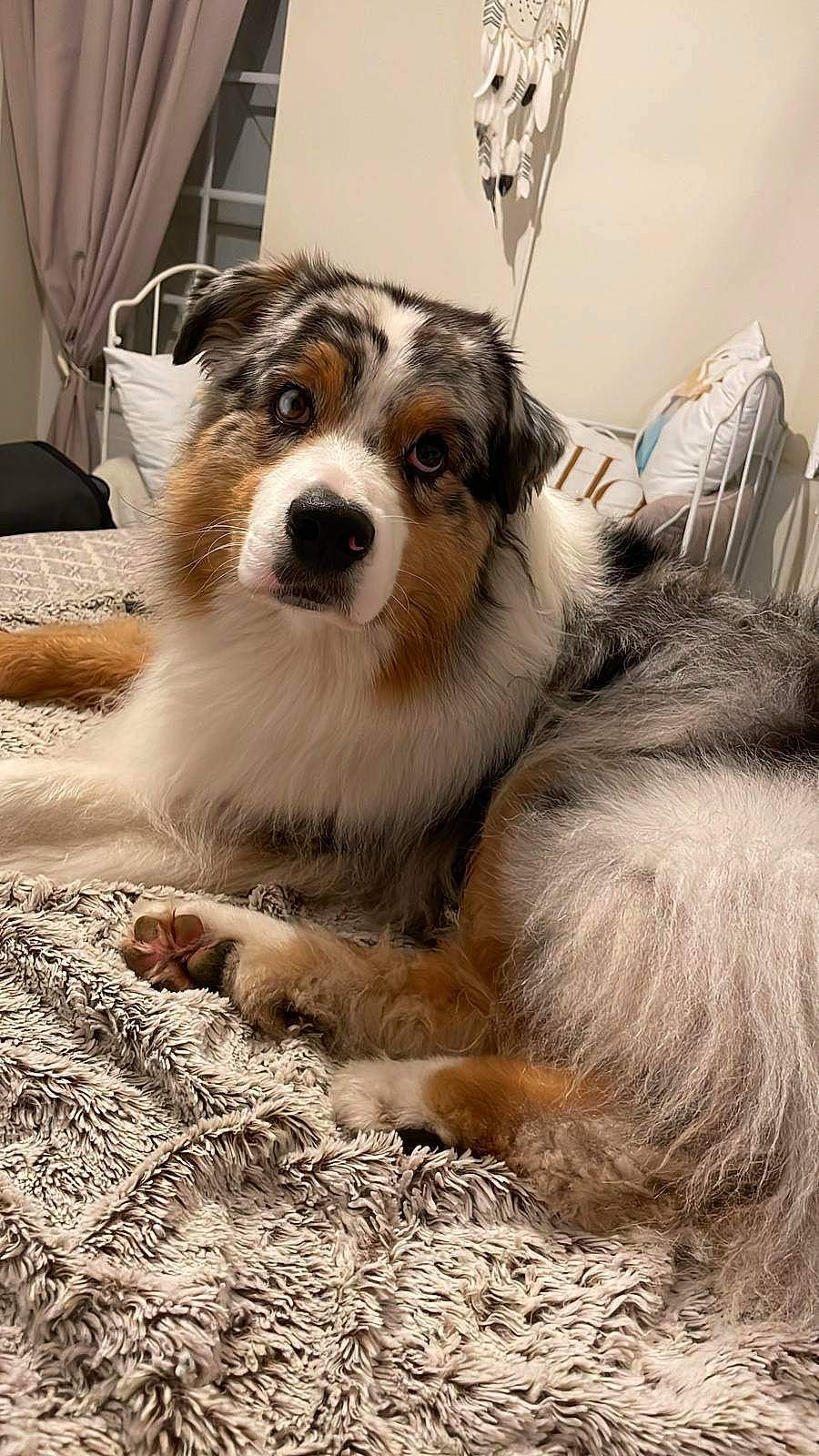 Smile participe au concours pour gagner de l'argent avec cette photo : ancient_dog_breeds, carnivore, chair, collie, companion_dog, curtain, dog, dog_breed, fur, herding_dog, miniature_australian_shepherd, scotch_collie, snout, sporting_group, terrestrial_animal, whiskers, working_animal, working_dog