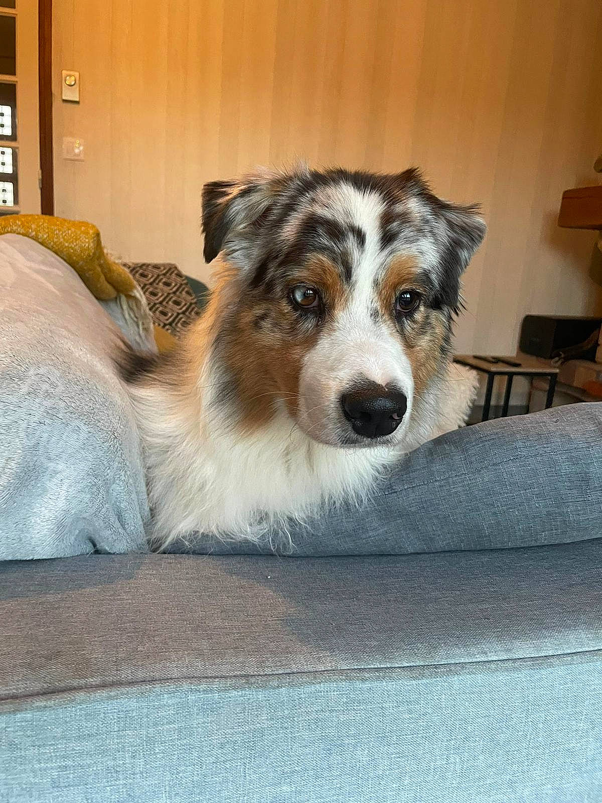 Smile participe au concours pour gagner de l'argent avec cette photo : art, canidae, carnivore, chair, companion_dog, dog, dog_breed, flooring, fur, herding_dog, light_switch, picture_frame, room, snout, sporting_group, terrestrial_animal, whiskers, working_dog