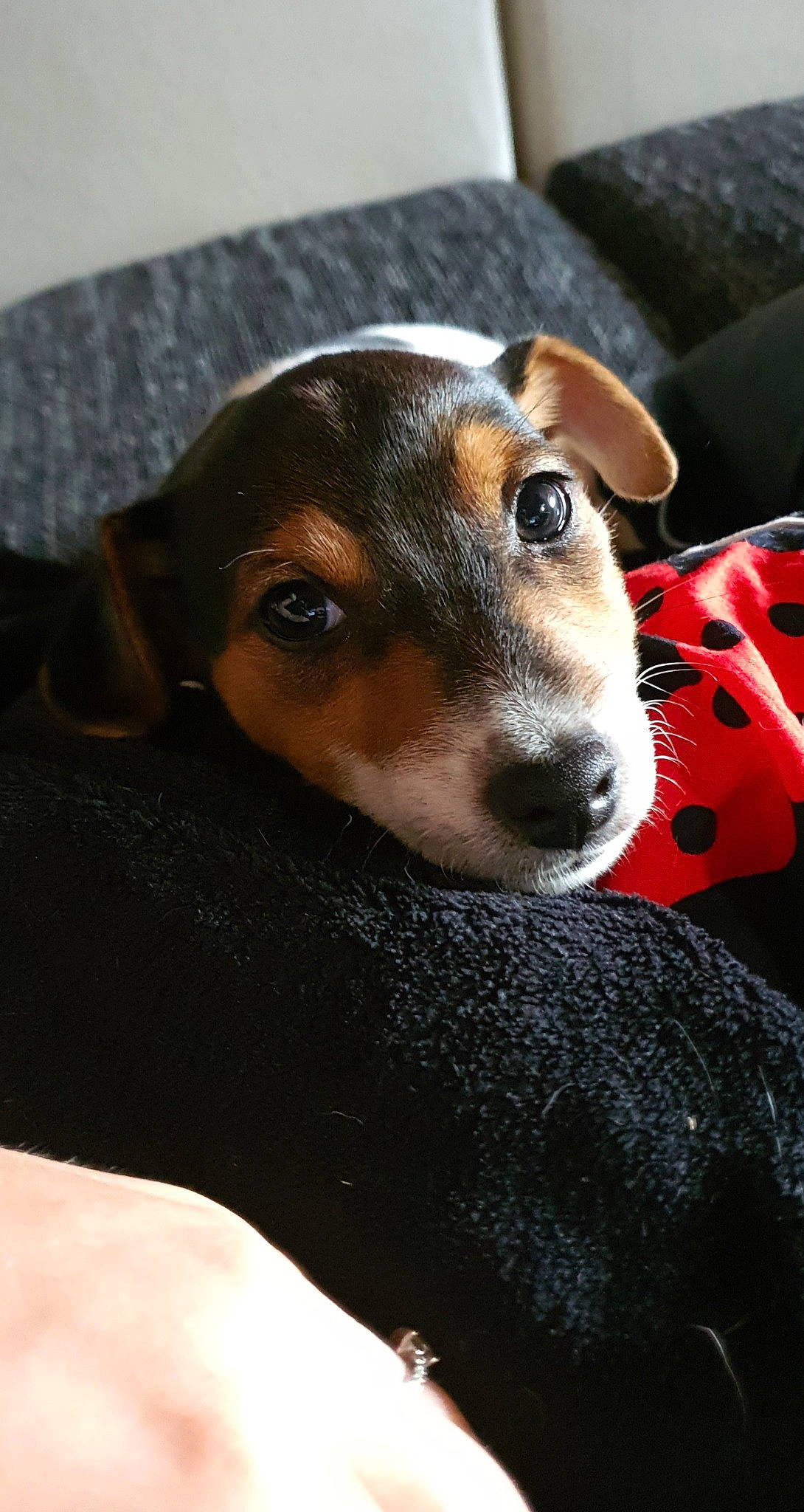 Obelix participe au concours pour gagner de l'argent avec cette photo : black_and_tan_terrier, brazilian_terrier, canidae, carnivore, dog, dog_breed, fawn, feist, german_pinscher, mammal, manchester_terrier, miniature_pinscher, pinscher, puppy, rare_breed_dog, snout, terrier, toy_dog, toy_manchester_terrier, vertebrate