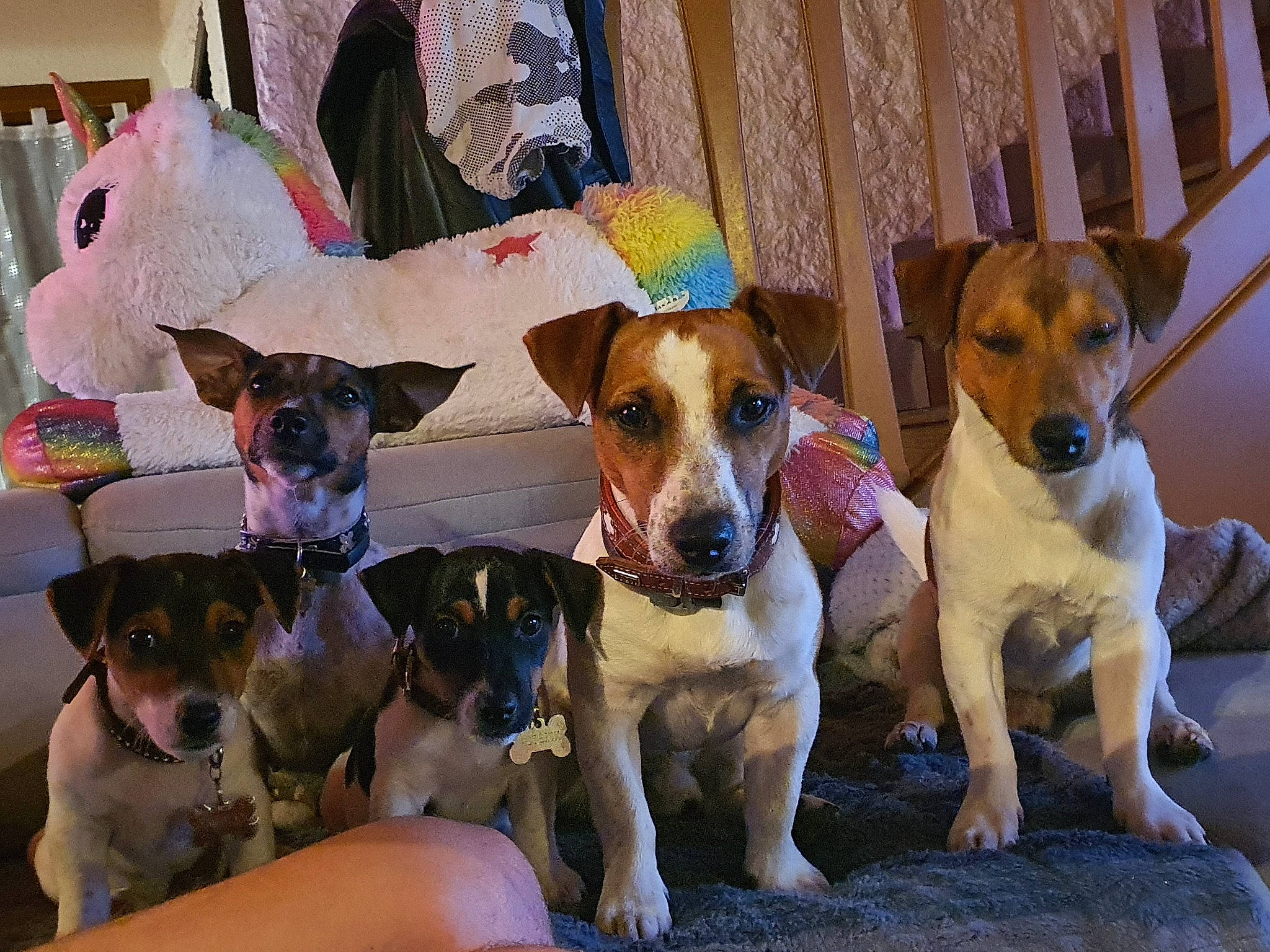 Famille Jack Russel