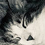 Princess is registered to the contest to win money with this photo: cat, sleeping, close_up, black_and_white, whiskers, fur, cozy, blanket, face, nose, pet, animal, resting, peaceful, soft_texture, indoor, cute, calm, domestic_cat, nap